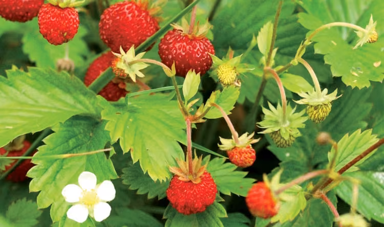 Festa delle Fragole