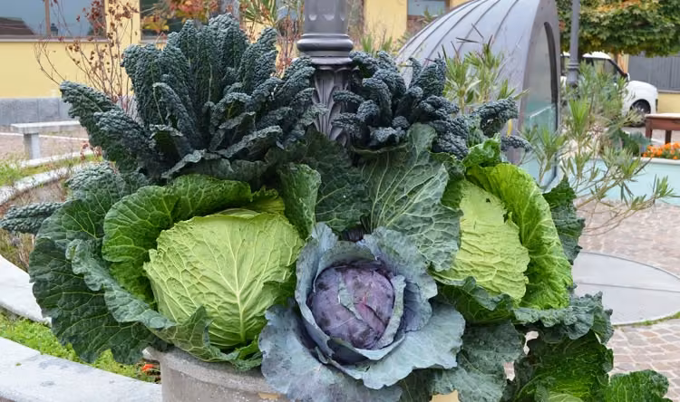 Sagra del cavolo liscio